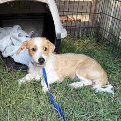 Reunited Female Dog last seen blanchard OK, Blanchard, OK 73010