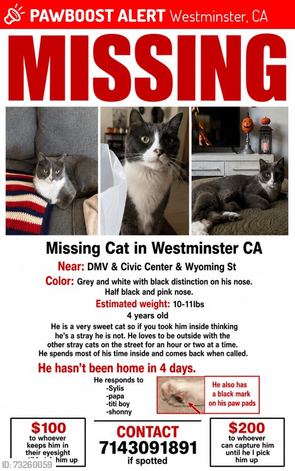 Lost Male Cat last seen DMV, Civic Center, Wyoming St, Westminster, CA 92683