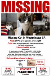 Lost Male Cat last seen DMV, Civic Center, Wyoming St, Westminster, CA 92683