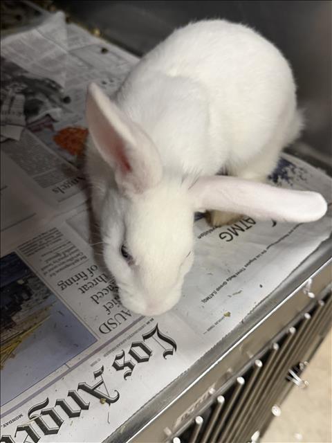 Shelter Stray Male Other last seen , West Valley Animal Shelter, 20655 Plummer St, Chatsworth, CA 91311, USA