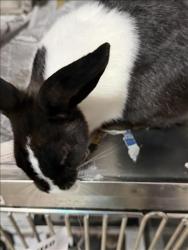 Shelter Stray Female Other last seen , West Valley Animal Shelter, 20655 Plummer St, Chatsworth, CA 91311, USA