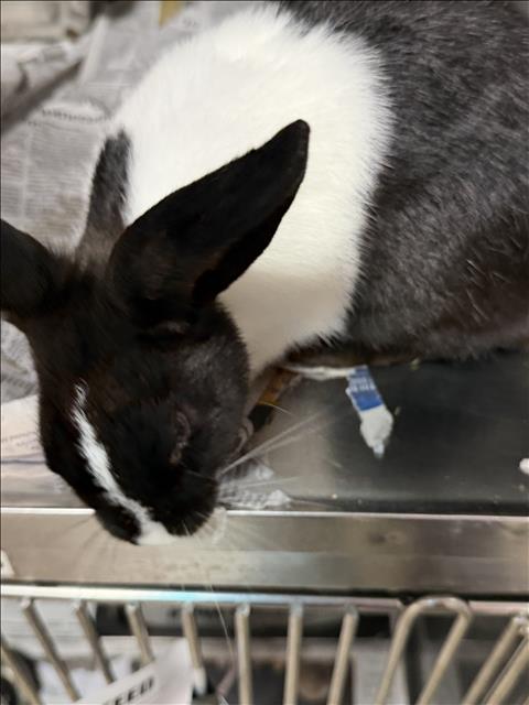 Shelter Stray Female Other last seen , West Valley Animal Shelter, 20655 Plummer St, Chatsworth, CA 91311, USA