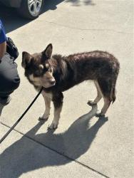 Shelter Stray Female Dog last seen ELMER WAY & CASILADA WAY, 2127 Front St, Sacramento, CA 95818, USA