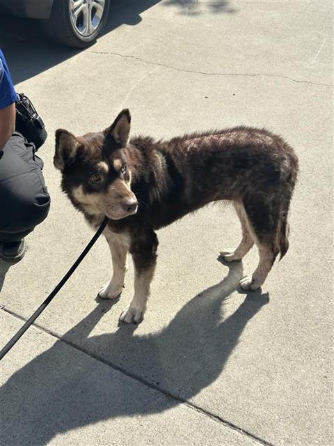 Shelter Stray Female Dog last seen ELMER WAY & CASILADA WAY, 2127 Front St, Sacramento, CA 95818, USA