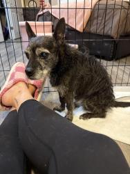 Reunited Male Dog last seen Near Academy Rd. Phila pa 19114, Philadelphia, PA 19114