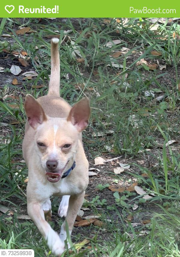 Reunited Male Dog last seen Cullen Blvd, Houston, TX 77051