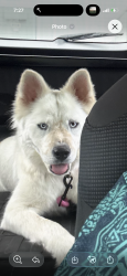 Lost Female Dog last seen Tractor supply/ Deerfield area, Spring Lake, NC 28390