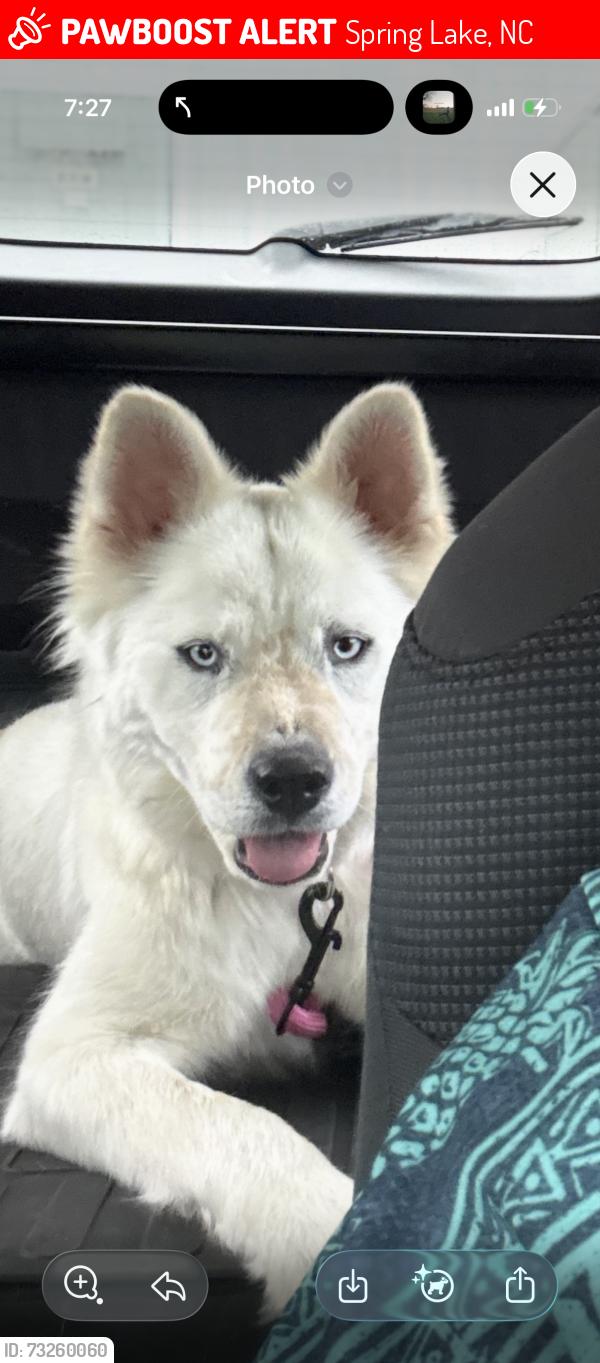 Lost Female Dog last seen Tractor supply/ Deerfield area, Spring Lake, NC 28390