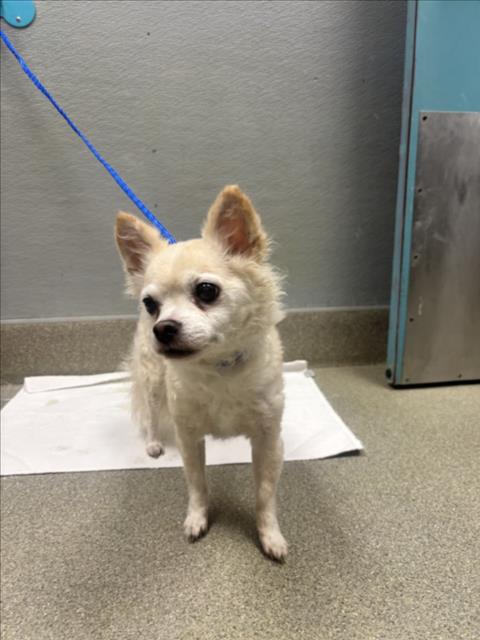 Shelter Stray Male Dog last seen Near BLOCK SIERRA VISTA DR, LAS VEGAS NV 89169, 655 N Mojave Rd, Las Vegas, NV 89101, USA