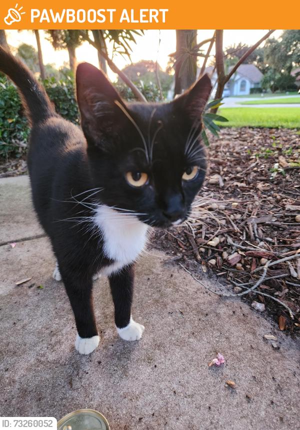 Found/Stray Female Cat last seen Lake Charleston near Hypoluxo and Jog. Community near Hagen Ranch and Charleston shores blvd., Palm Beach County, FL 33467