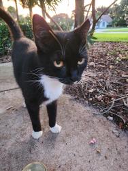 Found/Stray Female Cat last seen Lake Charleston near Hypoluxo and Jog. Community near Hagen Ranch and Charleston shores blvd., Palm Beach County, FL 33467