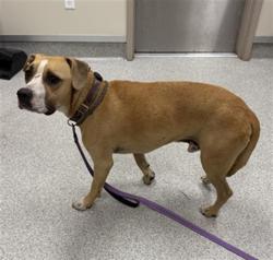Shelter Stray Male Dog last seen KENT ST / WATERMAN RD, 9150 Union Park Way, Elk Grove, CA 95624, USA