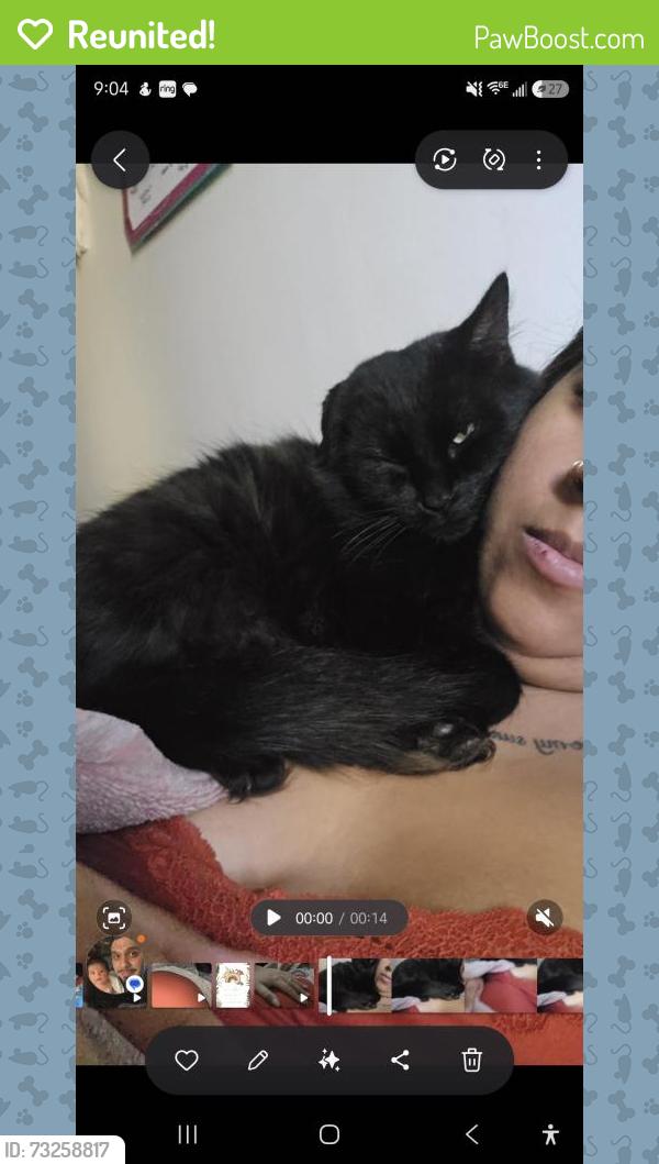 Reunited Female Cat last seen Near S Benjamin St, Rialto, CA 92376, USA, Rialto, CA 92376