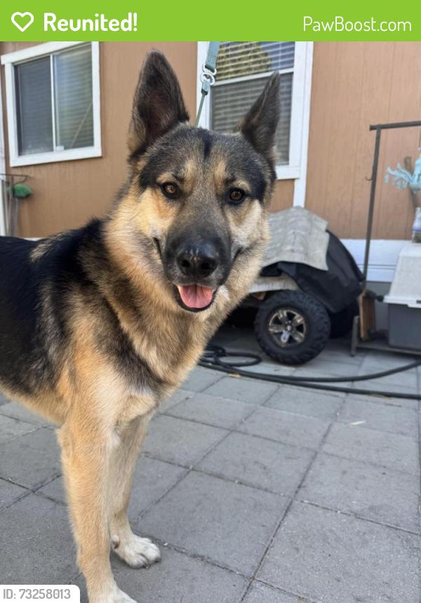 Reunited Male Dog last seen Welch park, San Jose, CA 95122
