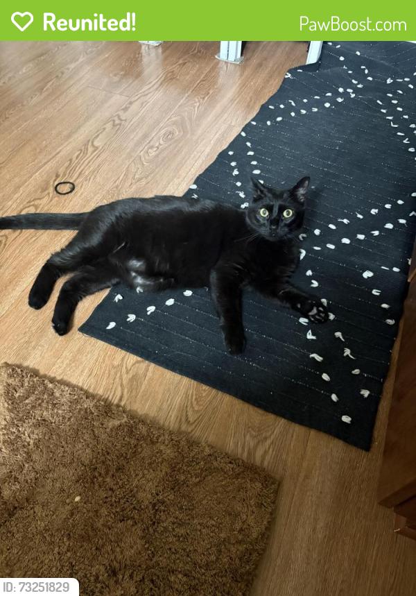 Reunited Male Cat last seen Soledad Mountain Rd + Desert View, San Diego, CA 92037
