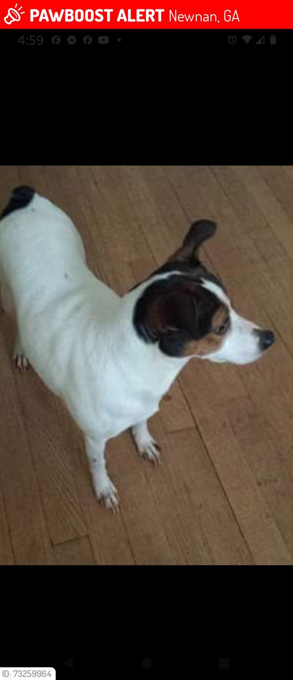 Lost Female Dog last seen Boone Rd and Murphy rd, Newnan, GA 30263