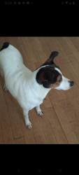 Lost Female Dog last seen Boone Rd and Murphy rd, Newnan, GA 30263