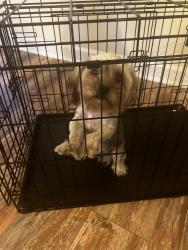Found/Stray Male Dog last seen Macon Road, Columbus, GA 31820