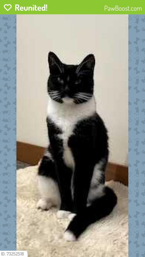 Reunited Female Cat last seen Buena Vista Way and La Loma Ave., Berkeley, CA 94708