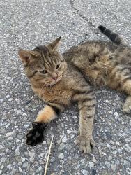 Found/Stray Male Cat last seen Terragar and Derry, Mississauga, ON L5N 0C5