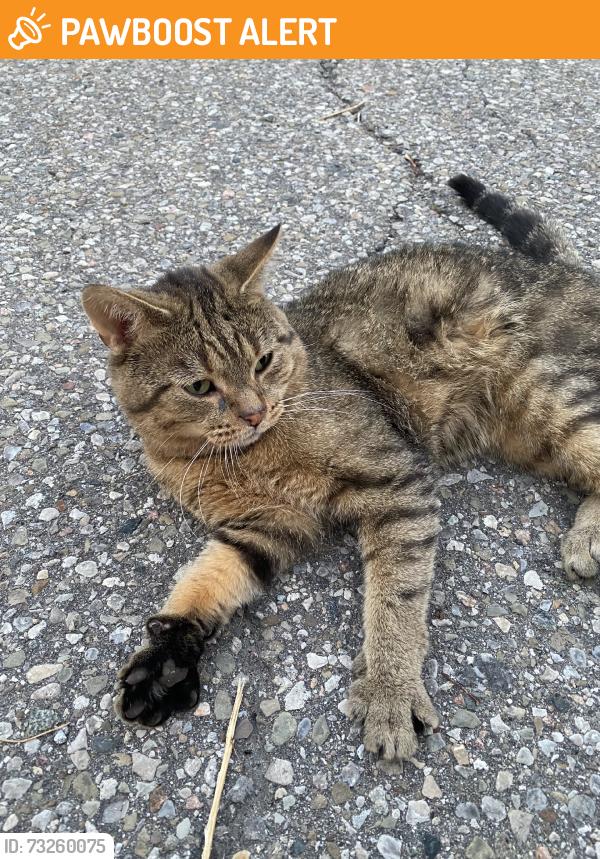 Found/Stray Male Cat last seen Terragar and Derry, Mississauga, ON L5N 0C5