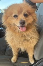 Shelter Stray Male Dog last seen Near BLOCK MADISON ST, BAKERSFIELD CA 93307, 3951 Fruitvale Ave, Bakersfield, CA 93308, USA