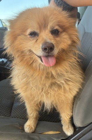 Shelter Stray Male Dog last seen Near BLOCK MADISON ST, BAKERSFIELD CA 93307, 3951 Fruitvale Ave, Bakersfield, CA 93308, USA