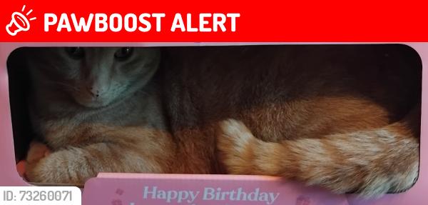 Lost Male Cat last seen ham woods, Plymouth, England PL2 3RD