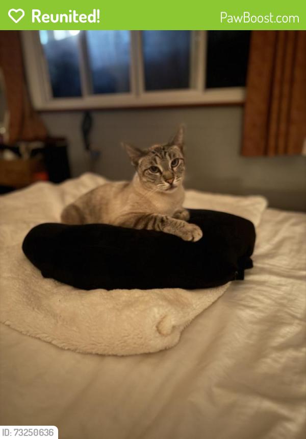 Reunited Male Cat last seen Near vista, ca library, Vista, CA 92084