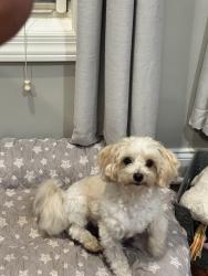 Reunited Male Dog last seen Near Craythorne Dr. my son left the gate open, Murfreesboro, TN 37129