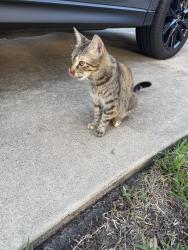 Found/Stray Female Cat last seen Village Grove and Plum Dr, Pearland, TX 77581