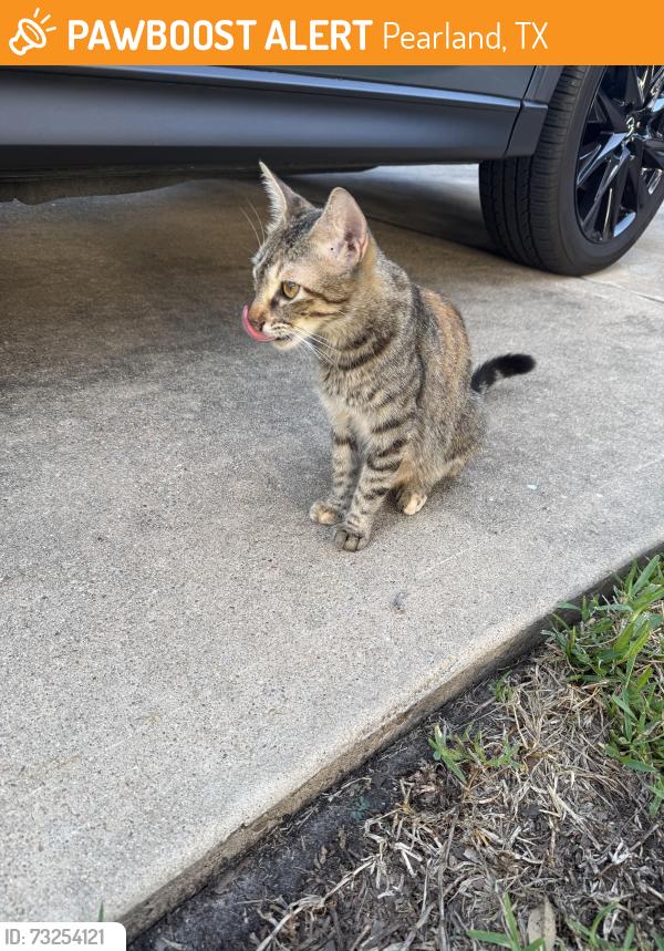 Found/Stray Female Cat last seen Village Grove and Plum Dr, Pearland, TX 77581