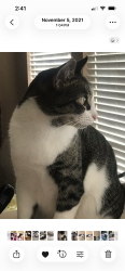 Lost Male Cat last seen Bardin and Robinson, Grand Prairie, TX 75052