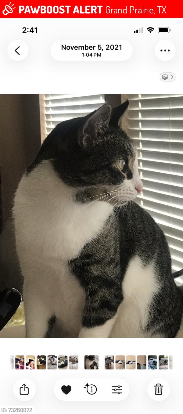 Lost Male Cat last seen Bardin and Robinson, Grand Prairie, TX 75052