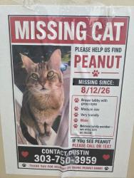 Lost Male Cat last seen Mansfield Ave and Richfield way, Aurora, CO 80011