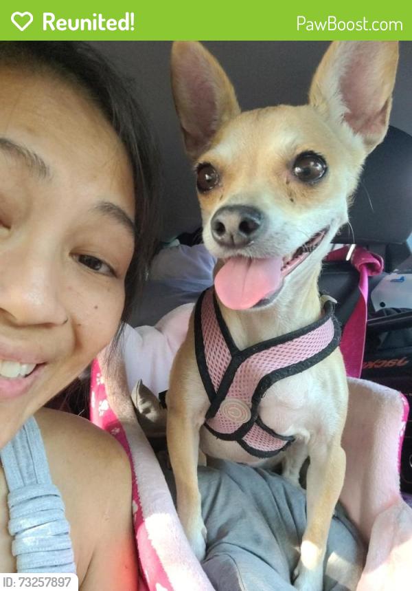 Reunited Female Dog last seen EOS Fitness and ER at Cadence, Henderson, NV 89015