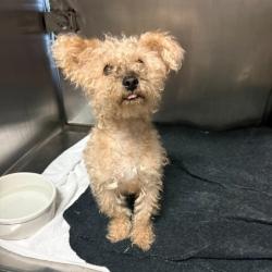 Shelter Stray Male Dog last seen Near BLOCK TIDEWAY DRIVE, 1590 Fortmann Way, Alameda, CA 94501, USA