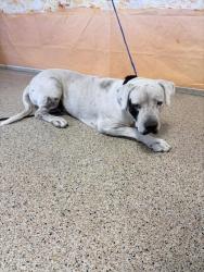Shelter Stray Male Dog last seen CORAL WAY 156, 3599 NW 79th Ave, Doral, FL 33122, USA