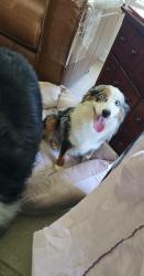 Reunited Female Dog last seen Sudley rd and Main street, Manassas, VA 20110