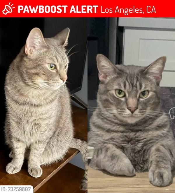 Lost Male Cat last seen Roscoe, Ventura Canyon, Panorama, Los Angeles, CA 91402