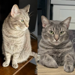 Lost Male Cat last seen Roscoe, Ventura Canyon, Panorama, Los Angeles, CA 91402
