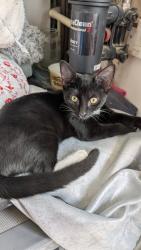 Lost Female Cat last seen Lodge avenue, Greater London, England RM9 4EA