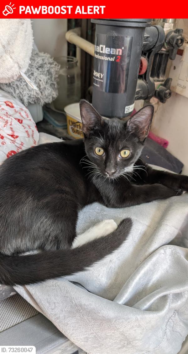 Lost Female Cat last seen Lodge avenue, Greater London, England RM9 4EA