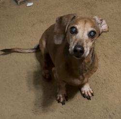 Reunited Male Dog last seen East 31 between Ave R and Quentin, Brooklyn, NY 11229