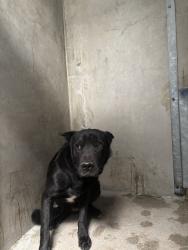Shelter Stray Male Dog last seen 13TH X H ST, 333 Chandler Pl, San Bernardino, CA 92408, USA