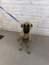 Shelter Stray Female Dog last seen Near BLOCK W 27TH, 333 Chandler Pl, San Bernardino, CA 92408, USA