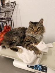 Shelter Stray Female Cat last seen CALAVERAS, 16 Barnes Ct, Hayward, CA 94544, USA