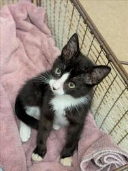 Shelter Stray Male Cat last seen LA PLAYA/SOUTHLAND, 16 Barnes Ct, Hayward, CA 94544, USA