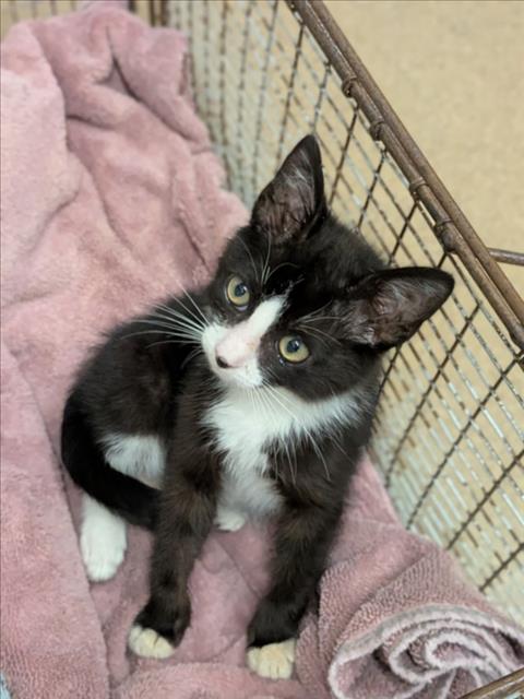 Shelter Stray Male Cat last seen LA PLAYA/SOUTHLAND, 16 Barnes Ct, Hayward, CA 94544, USA