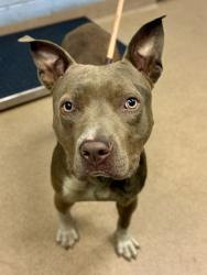 Shelter Stray Male Dog last seen Near Covington Drive, 30032, GA, 3280 Chamblee Dunwoody Rd, Chamblee, GA 30341, USA